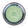 10.5" Dinner Plate - Polish Pottery
